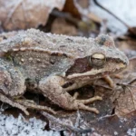 Miniatura: Como Detalhes Microscópicos Salvam Vida Selvagens