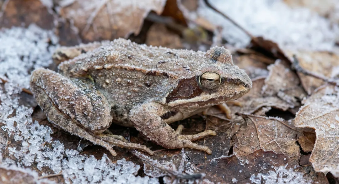 Capa: Como Detalhes Microscópicos Salvam Vida Selvagens